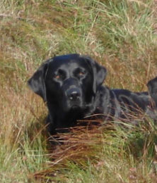 Comeragh Canine Training Logo