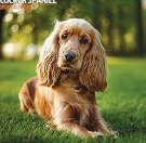 Precision Dog Training Logo